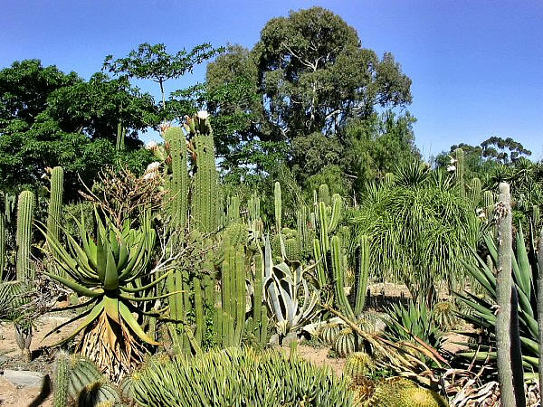 cactussen